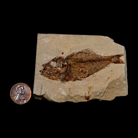 2.8" Armigatus Fossil Fish Plate Cretaceous Dinosaur Age Hakel Lebanon