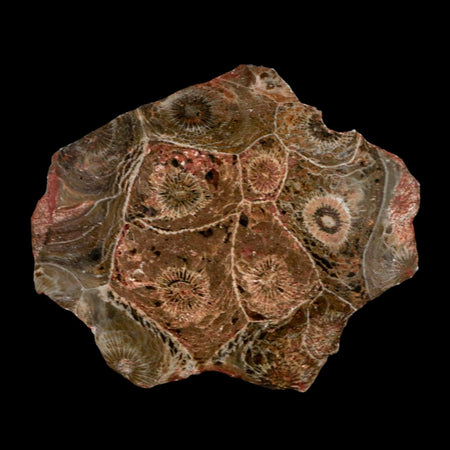 2.6" Polished Hexagonaria Coral Fossil Devonian Age 350 Million Yrs Old Morocco