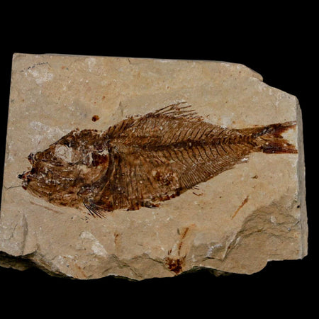2.8" Armigatus Fossil Fish Plate Cretaceous Dinosaur Age Hakel Lebanon