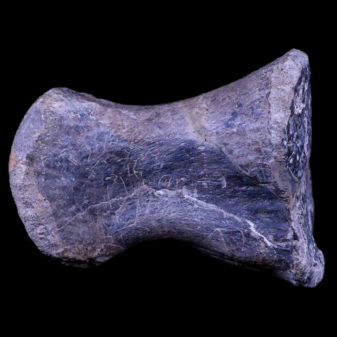 4.3" Maiasaura Hadrosaur Dinosaur Toe Bone Fossil Two Medicine FM Montana COA - Fossil Age Minerals