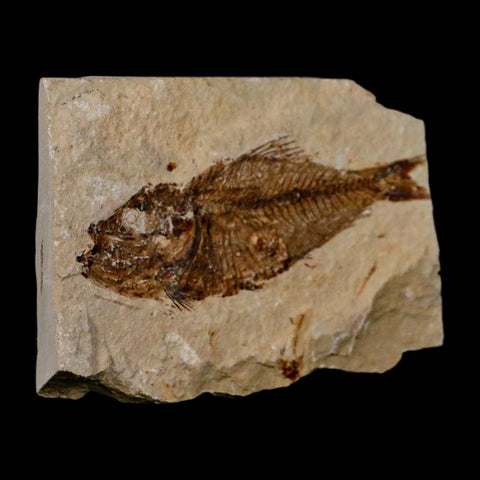 2.8" Armigatus Fossil Fish Plate Cretaceous Dinosaur Age Hakel Lebanon