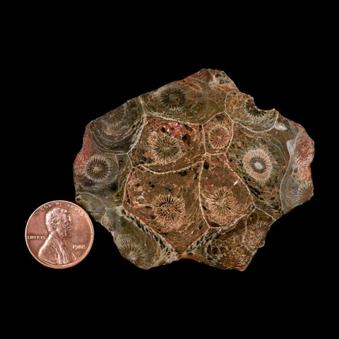 2.6" Polished Hexagonaria Coral Fossil Devonian Age 350 Million Yrs Old Morocco - Fossil Age Minerals