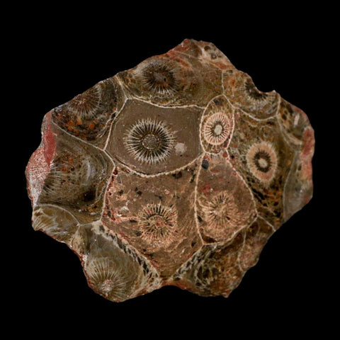 2.6" Polished Hexagonaria Coral Fossil Devonian Age 350 Million Yrs Old Morocco - Fossil Age Minerals