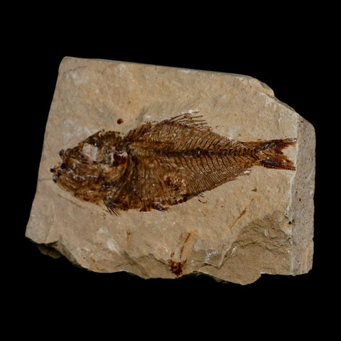 2.8" Armigatus Fossil Fish Plate Cretaceous Dinosaur Age Hakel Lebanon