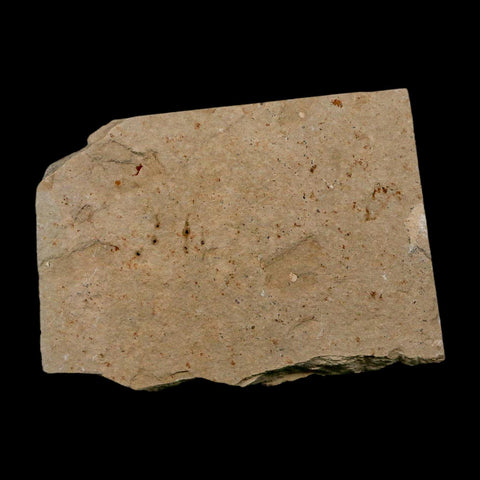 2.8" Armigatus Fossil Fish Plate Cretaceous Dinosaur Age Hakel Lebanon