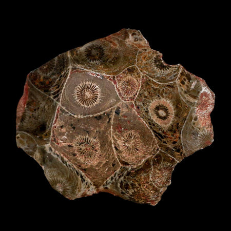 2.6" Polished Hexagonaria Coral Fossil Devonian Age 350 Million Yrs Old Morocco