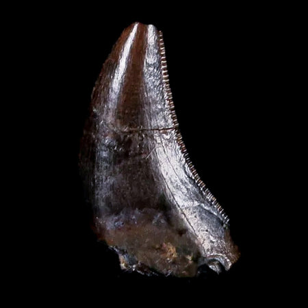 0.3" Dromaeosaurus Raptor Serrated Tooth Fossil Judith River FM MT COA & Display