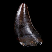 0.3" Dromaeosaurus Raptor Serrated Tooth Fossil Judith River FM MT COA & Display