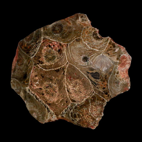 2.6" Polished Hexagonaria Coral Fossil Devonian Age 350 Million Yrs Old Morocco - Fossil Age Minerals