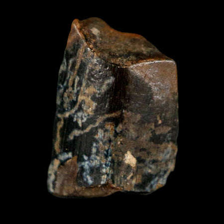 0.5" Tyrannosaurus Rex Fossil Tooth Section Dinosaur Lance Creek Formation WY COA