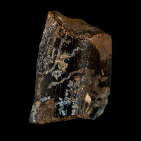 0.5" Tyrannosaurus Rex Fossil Tooth Section Dinosaur Lance Creek Formation WY COA