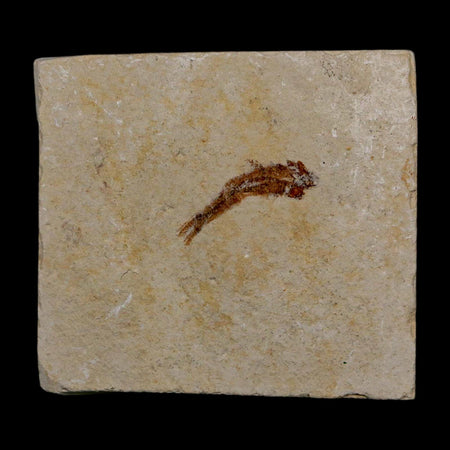 0.8" Hemisaurida Fossil Fish Plate Cretaceous Dinosaur Age Hakel Lebanon