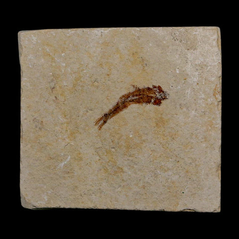 0.8" Hemisaurida Fossil Fish Plate Cretaceous Dinosaur Age Hakel Lebanon
