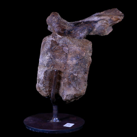 7" Brachylophosaurus Fossil Vertebrae Dinosaur Judith River MT COA Metal Stand - Fossil Age Minerals