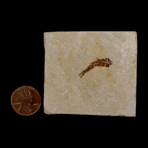 0.8" Hemisaurida Fossil Fish Plate Cretaceous Dinosaur Age Hakel Lebanon