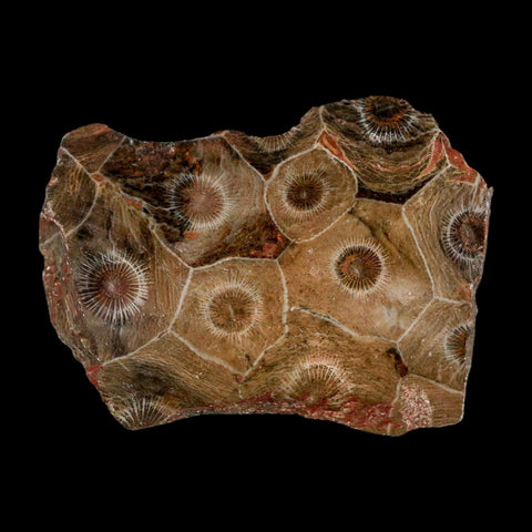 2.7" Polished Hexagonaria Coral Fossil Devonian Age 350 Million Yrs Old Morocco - Fossil Age Minerals