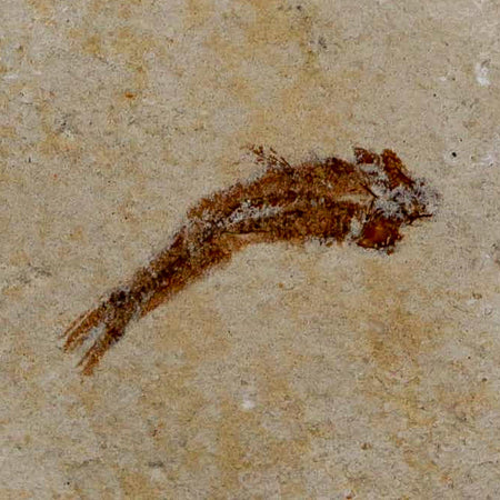 0.8" Hemisaurida Fossil Fish Plate Cretaceous Dinosaur Age Hakel Lebanon