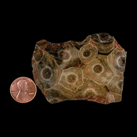 2.7" Polished Hexagonaria Coral Fossil Devonian Age 350 Million Yrs Old Morocco - Fossil Age Minerals