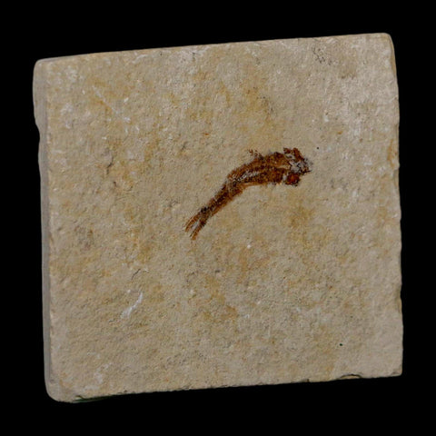 0.8" Hemisaurida Fossil Fish Plate Cretaceous Dinosaur Age Hakel Lebanon