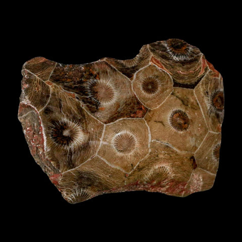 2.7" Polished Hexagonaria Coral Fossil Devonian Age 350 Million Yrs Old Morocco - Fossil Age Minerals