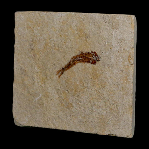 0.8" Hemisaurida Fossil Fish Plate Cretaceous Dinosaur Age Hakel Lebanon