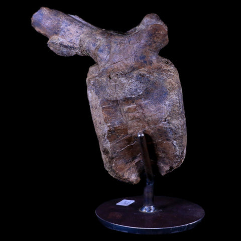 7" Brachylophosaurus Fossil Vertebrae Dinosaur Judith River MT COA Metal Stand - Fossil Age Minerals