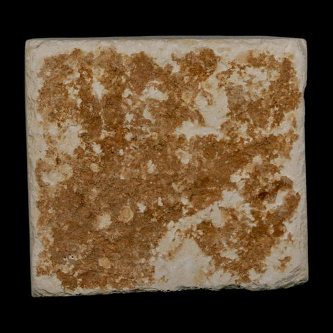 0.8" Hemisaurida Fossil Fish Plate Cretaceous Dinosaur Age Hakel Lebanon