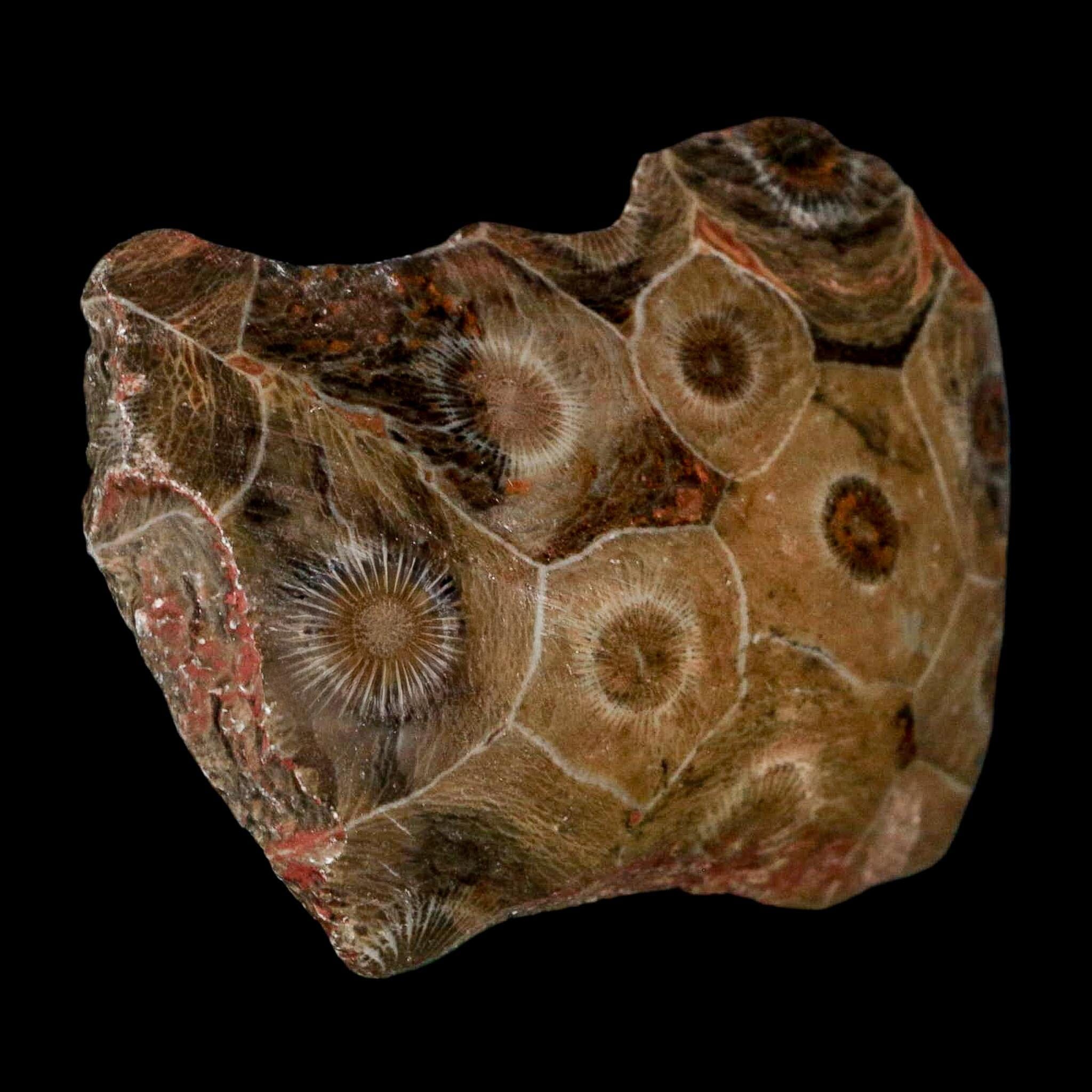 2.7" Polished Hexagonaria Coral Fossil Devonian Age 350 Million Yrs Old Morocco - Fossil Age Minerals
