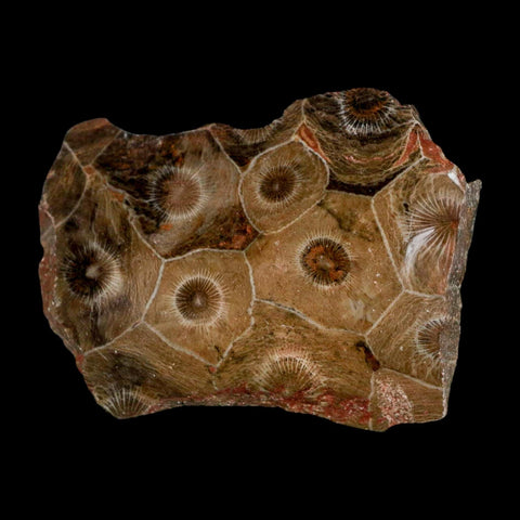2.7" Polished Hexagonaria Coral Fossil Devonian Age 350 Million Yrs Old Morocco - Fossil Age Minerals