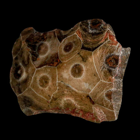 2.7" Polished Hexagonaria Coral Fossil Devonian Age 350 Million Yrs Old Morocco - Fossil Age Minerals