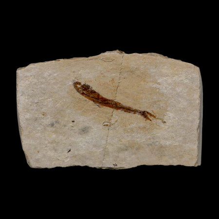 1.1" Hemisaurida Fossil Fish Plate Cretaceous Dinosaur Age Hakel Lebanon