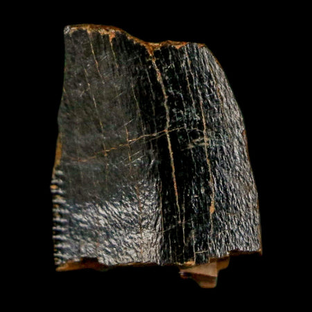 0.4" Tyrannosaurus Rex Fossil Tooth Section Dinosaur Lance Creek Formation WY COA