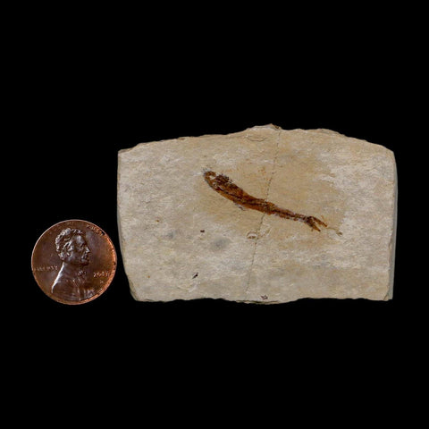 1.1" Hemisaurida Fossil Fish Plate Cretaceous Dinosaur Age Hakel Lebanon
