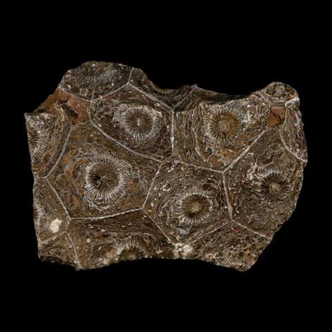 2.7" Polished Hexagonaria Coral Fossil Devonian Age 350 Million Yrs Old Morocco - Fossil Age Minerals