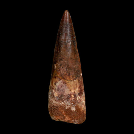 XL 3.7" Spinosaurus Fossil Tooth 100 Million Years Old Cretaceous Dinosaur COA