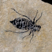 0.8" Dragonfly Larvae Fossil Libellula Doris Plate Upper Miocene Piemont Italy Display