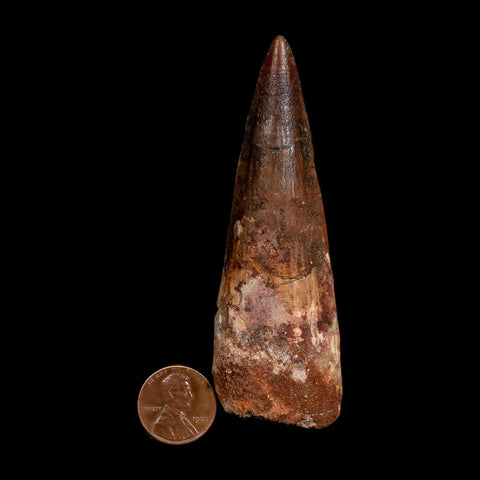 XL 3.7" Spinosaurus Fossil Tooth 100 Million Years Old Cretaceous Dinosaur COA
