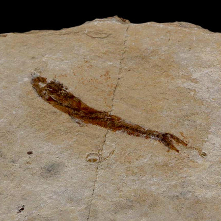 1.1" Hemisaurida Fossil Fish Plate Cretaceous Dinosaur Age Hakel Lebanon