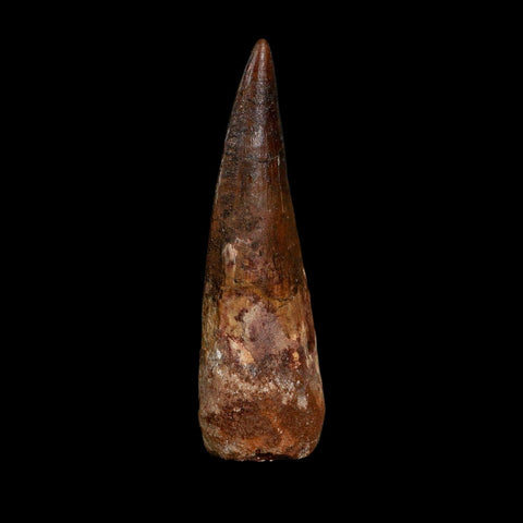 XL 3.7" Spinosaurus Fossil Tooth 100 Million Years Old Cretaceous Dinosaur COA