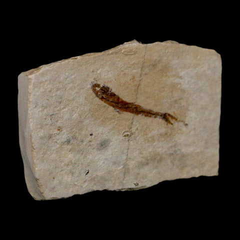 1.1" Hemisaurida Fossil Fish Plate Cretaceous Dinosaur Age Hakel Lebanon