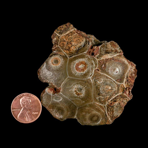 2.7" Polished Hexagonaria Coral Fossil Devonian Age 350 Million Yrs Old Morocco - Fossil Age Minerals