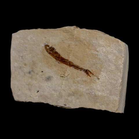 1.1" Hemisaurida Fossil Fish Plate Cretaceous Dinosaur Age Hakel Lebanon