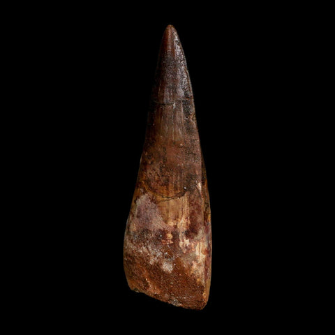 XL 3.7" Spinosaurus Fossil Tooth 100 Million Years Old Cretaceous Dinosaur COA