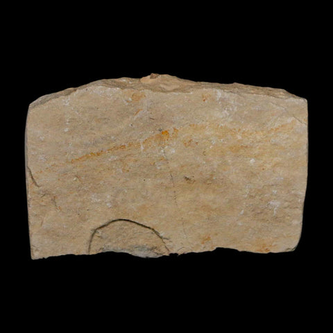 1.1" Hemisaurida Fossil Fish Plate Cretaceous Dinosaur Age Hakel Lebanon