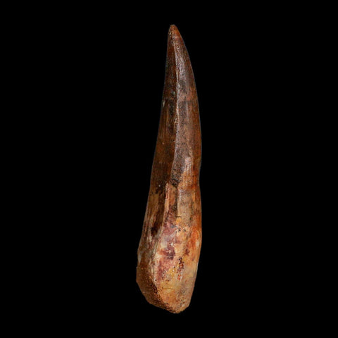 XL 3.7" Spinosaurus Fossil Tooth 100 Million Years Old Cretaceous Dinosaur COA