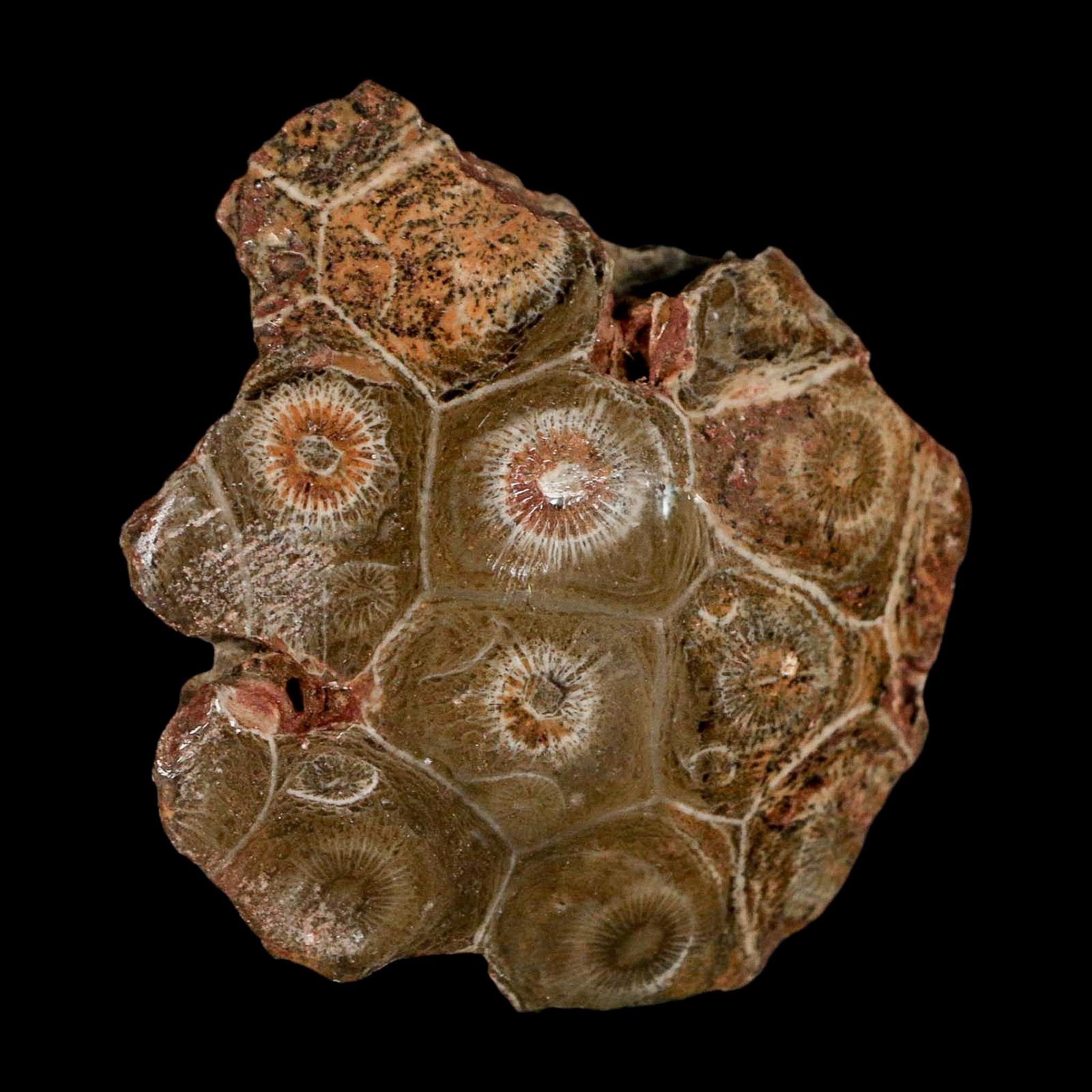 2.7" Polished Hexagonaria Coral Fossil Devonian Age 350 Million Yrs Old Morocco - Fossil Age Minerals