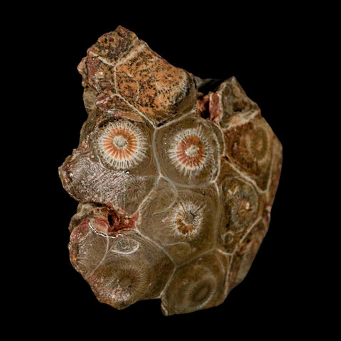 2.7" Polished Hexagonaria Coral Fossil Devonian Age 350 Million Yrs Old Morocco - Fossil Age Minerals