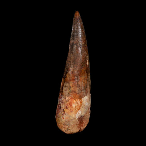 XL 3.7" Spinosaurus Fossil Tooth 100 Million Years Old Cretaceous Dinosaur COA