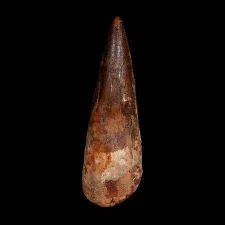 XL 3.7" Spinosaurus Fossil Tooth 100 Million Years Old Cretaceous Dinosaur COA