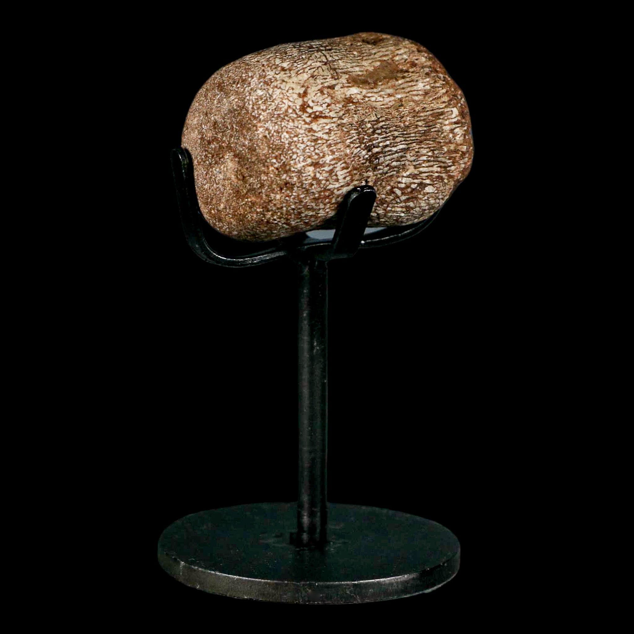 1.7" Mosasaur Fossil Vertebrae Cretaceous Dinosaur Era Texas Ozan FM COA, Metal Stand - Fossil Age Minerals